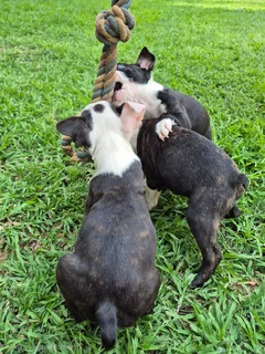 Boston Terrier Puppies - Beautiful Markings - Ready Now
