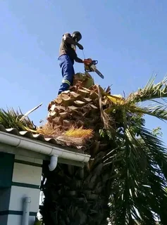 Tree cutting