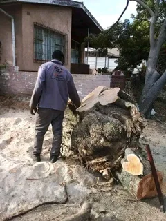 Tree cutting