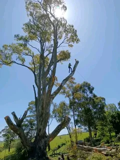 Tree cutting