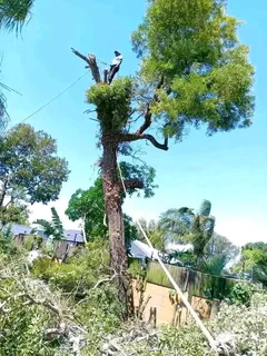 Tree cutting