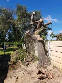 Tree cutting