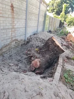 Tree cutting