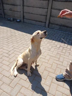 Beautiful Purebred Labrador Puppies Available