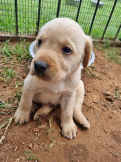 Beautiful Purebred Labrador Puppies Available