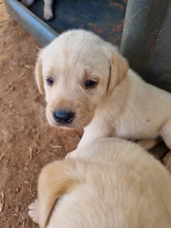 Beautiful Purebred Labrador Puppies Available