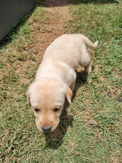 Beautiful Purebred Labrador Puppies Available