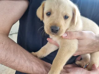 Beautiful Purebred Labrador Puppies Available