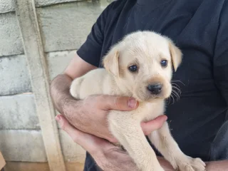 Beautiful Purebred Labrador Puppies Available