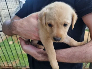 Beautiful Purebred Labrador Puppies Available