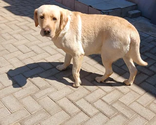 Beautiful Purebred Labrador Puppies Available