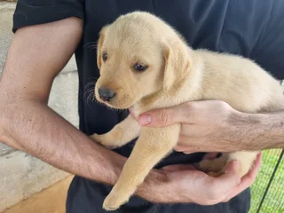 Beautiful Purebred Labrador Puppies Available