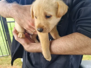 Beautiful Purebred Labrador Puppies Available