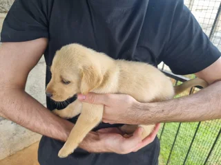 Beautiful Purebred Labrador Puppies Available