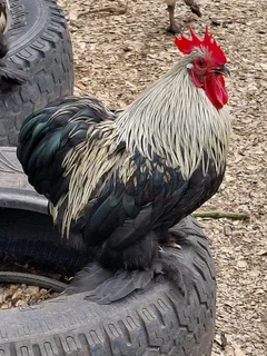Bantam and silky roosters