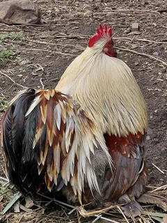 Bantam and silky roosters