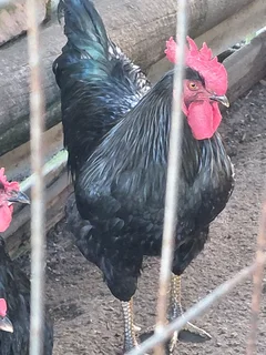 Zulu chikens