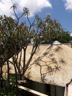 Vhunyunyu thatch and projects