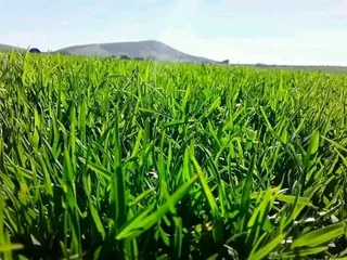 We supply and install roll on lawn weed free straight from the farm