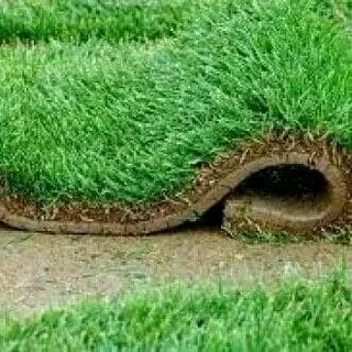 We supply and install roll on lawn weed free straight from the farm