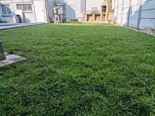 LM Berea (shade) //buffalo grass //kikuyu grass instant roll on lawn weed free