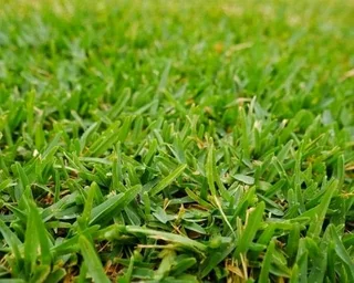 We supply and install roll on lawn grass weed free straight from the farm