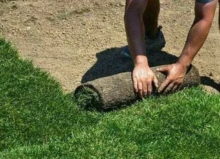 Instant roll on lawn weed free straight from the farm