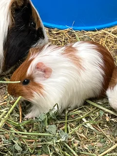 Peruvian Guinea Pigs
