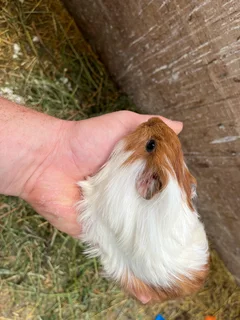 Guinea Pigs - Peruvian and Abbyseanians