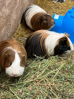 Guinea Pigs - Peruvian and Abbyseanians