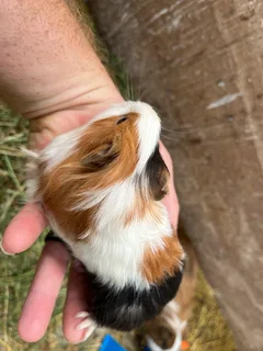 Guinea Pigs - Peruvian and Abbyseanians