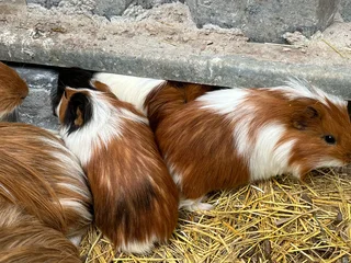 Guinea Pigs - Peruvian and Abbyseanians
