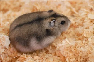 Russian Dwarf Hamsters