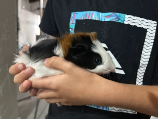 Baby guinea pigs