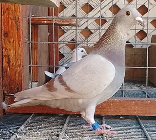 Racing pigeon for sale