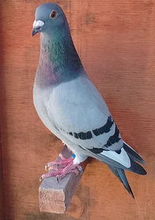 Racing pigeons for sale