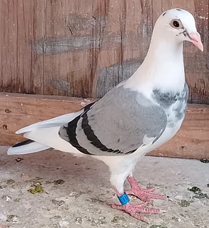 Racing pigeons for sale