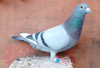 Racing pigeons for sale