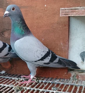 Racing pigeons for sale