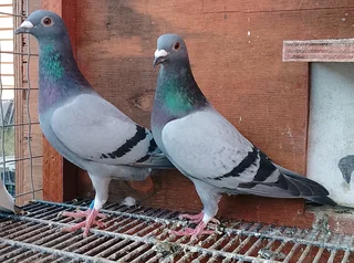 Racing pigeons for sale
