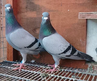 Racing pigeons for sale