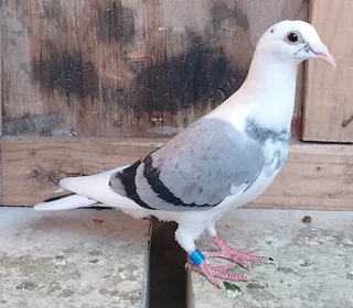 Racing pigeon for sale