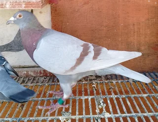 Quality racing pigeons