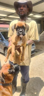 Boxer puppy&#39;s