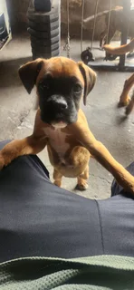 Boxer puppy's