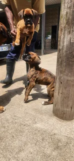 Boxer puppy&#39;s