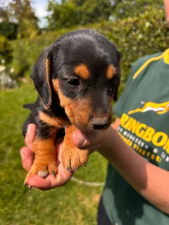 Jackschund puppies