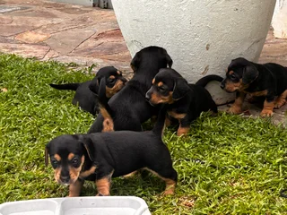 Jackschund puppies