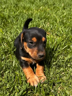 Jackschund puppies