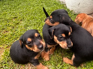 Jackschund puppies